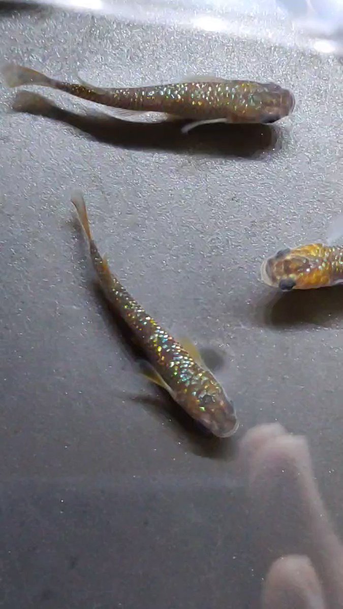 メダカ屋の本気‼️全て極上個体