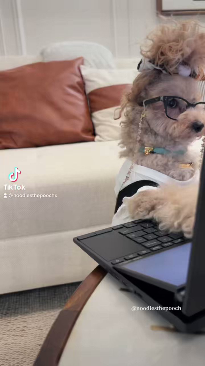 noodlesthepooch (noodlesthepooch) / Twitter