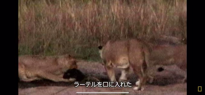 サバンナ の人気がまとめてわかる 評価や評判 感想などを1時間ごとに紹介 ついラン