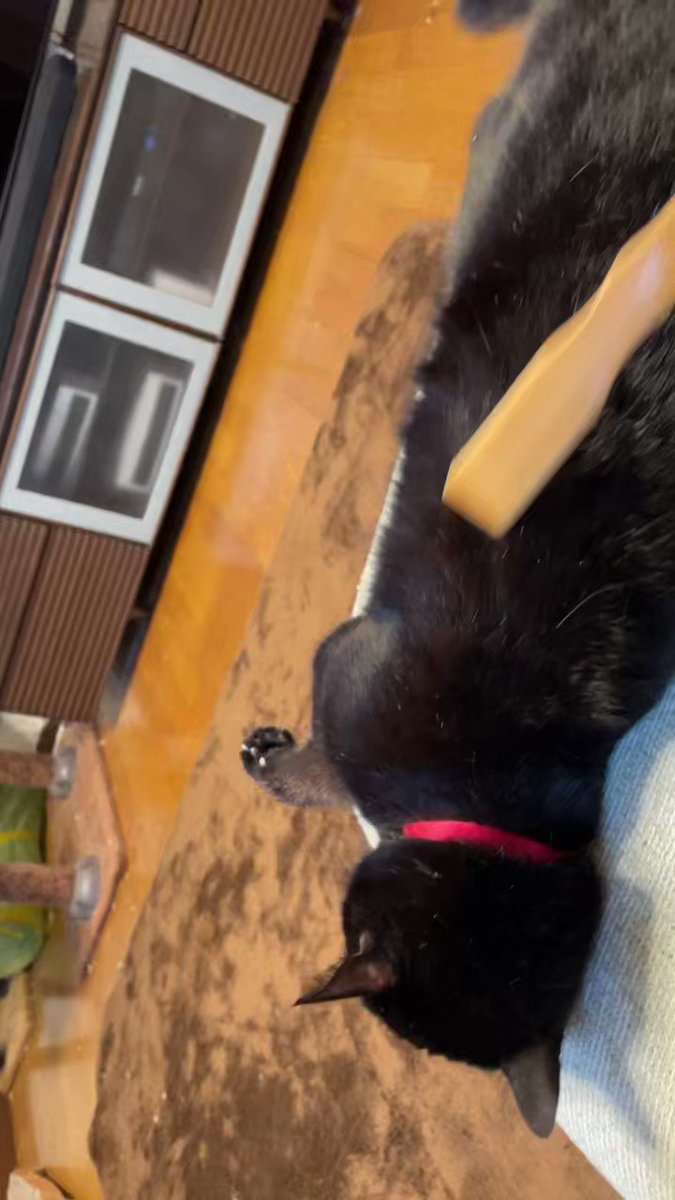 お父さん、そこそこ、そこがいいのよ」 Kuro-chan likes to have her