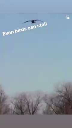 これは珍しい映像だな💦
理由は分からないけど、寸前で右翼を下げて（畳む）しまって片翼失速して水面に突っ込んでるよね💦
これもっと高さがあったらスパイラルダイブしてるよね💦どうしちゃったんだろね？
一瞬、上体を持ち上げてんだよね...
下にいる子に衝突すると思って慌てたのか？💦 