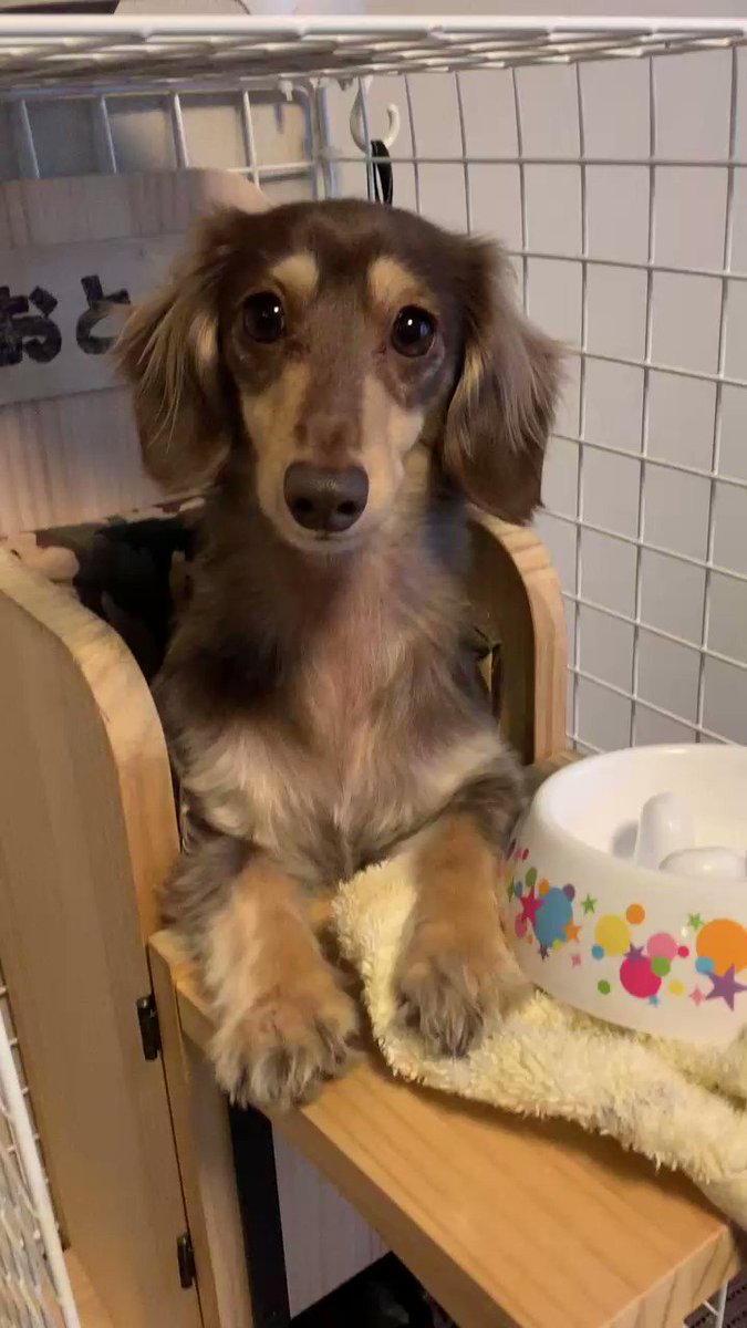 ごはんの時間！」勢いよく位置につく犬さんの動画になぜ