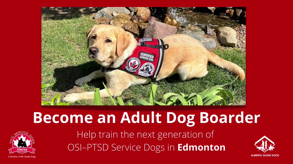 How Long Does It Take To Train Guide Dogs