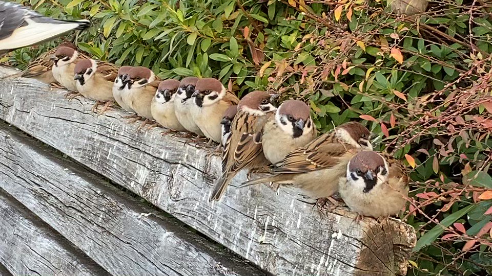 Птичьи посиделки. Marjolein bastin художник синицы. Грач на окне. Птицы живопись. Птичий двор суздаль девятова.