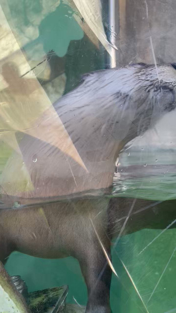 dasha on Twitter: "Otters never disappoint, even though I was trapped
