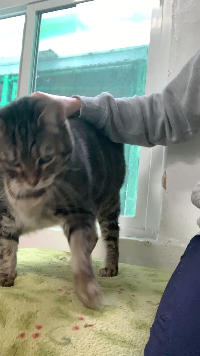 Cats for Adoption - Lange Foundation