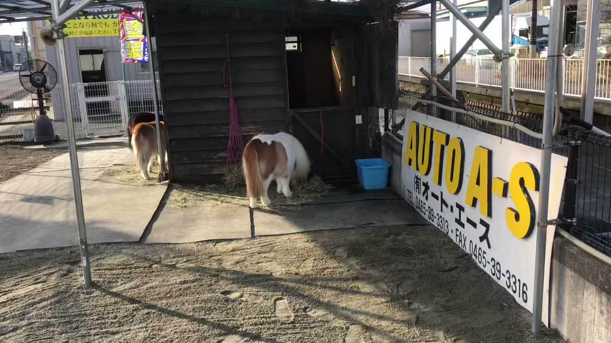 馬のポニー 渋谷陽 馬主なのにミニチュアホース飼う人 on X: 