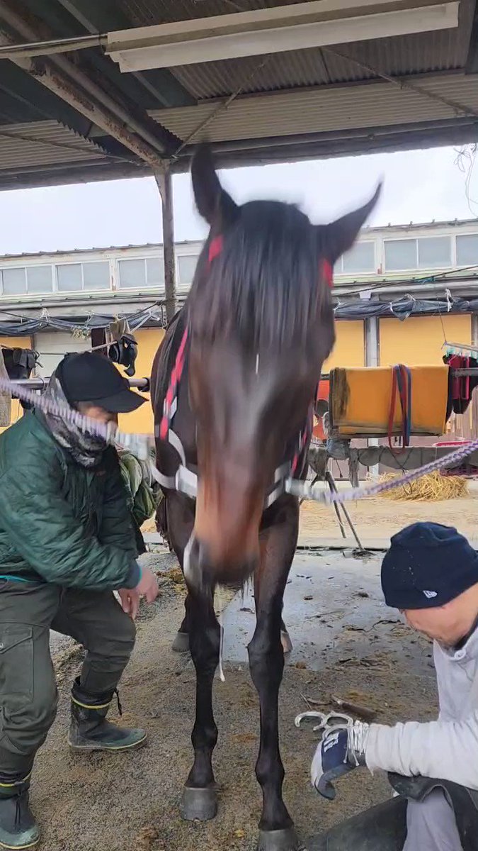 見事にリヴィエラボーイの唾液シャワーを浴びてしまいました🤣🚿笑

#さがけいば  