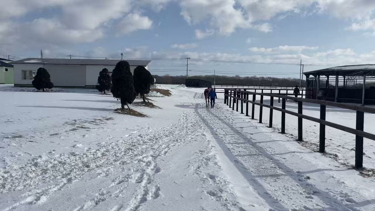 こちらは朝の調教後のブリリアントコールの21
飼い葉食いヨシ！  