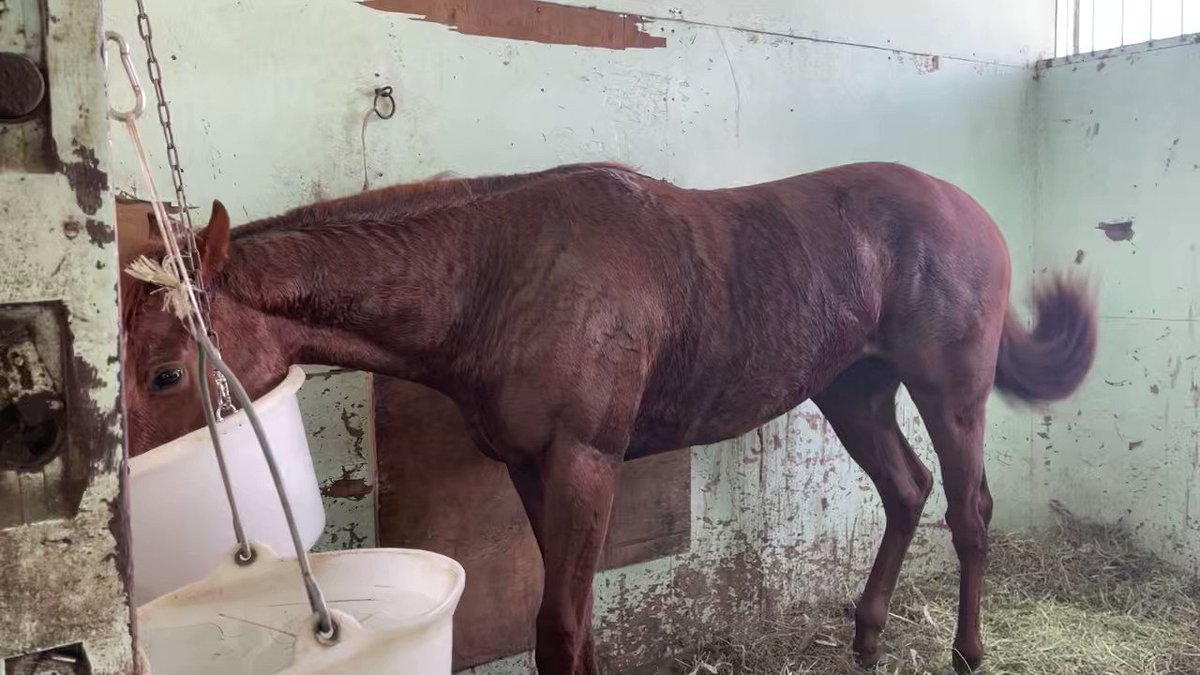 大きくなれー💪💪
#ブリリアントコール
#ygg #一口馬主 