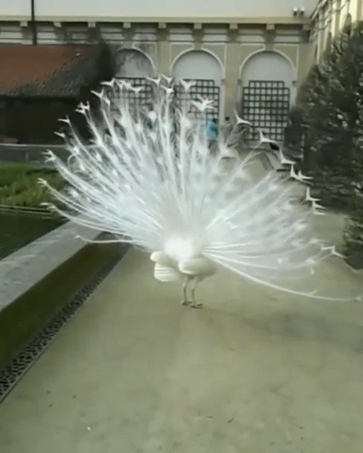 RT @Gabriele_Corno: Rare white peacock https://t.co/oQcH0gm65F