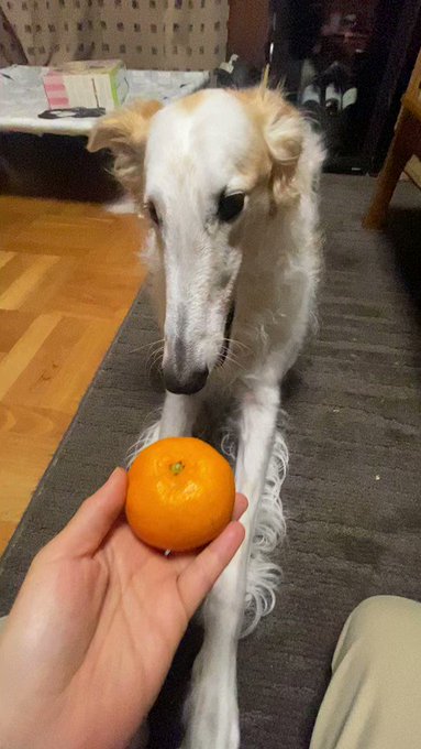 みかんにキス。がんぼるぞい！translation:I kiss a mandarin orange. 