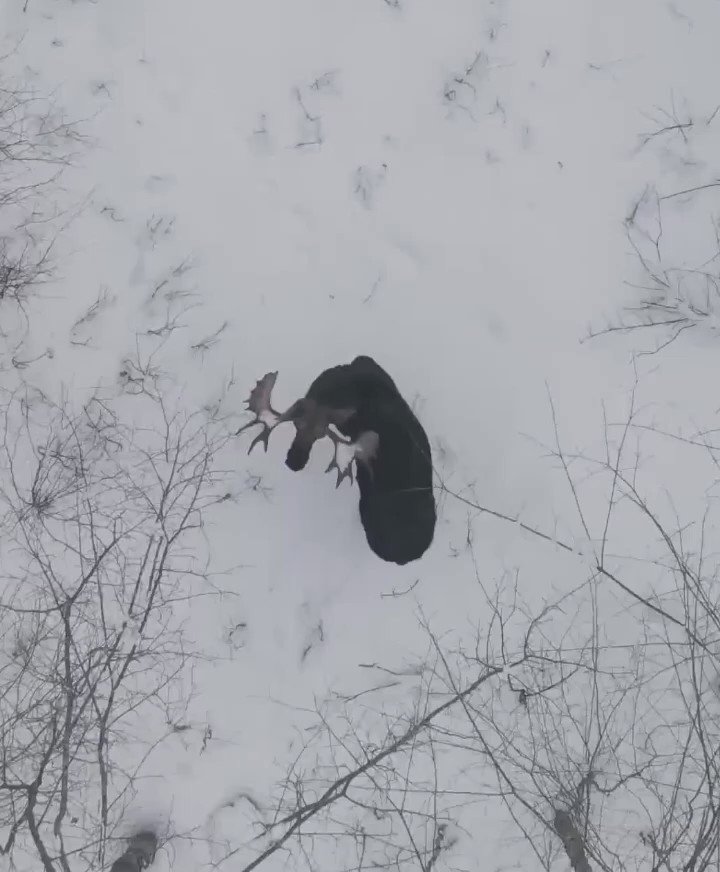 Лось зимой скидывает рога. Лось скидывает рога когда гифка.