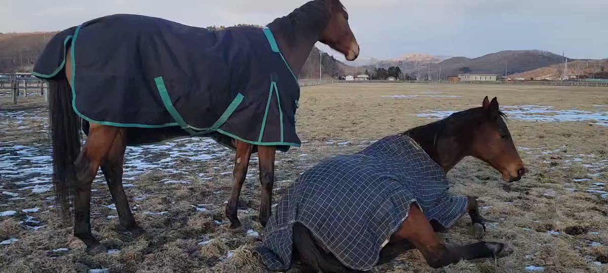 🐴#引退馬協会
🐴#再就職支援プログラム

静かに寄り添うつばめちゃん。ゲッケイジュさんもその後順調のようでよかったです😊
#ニットウイロンデル 