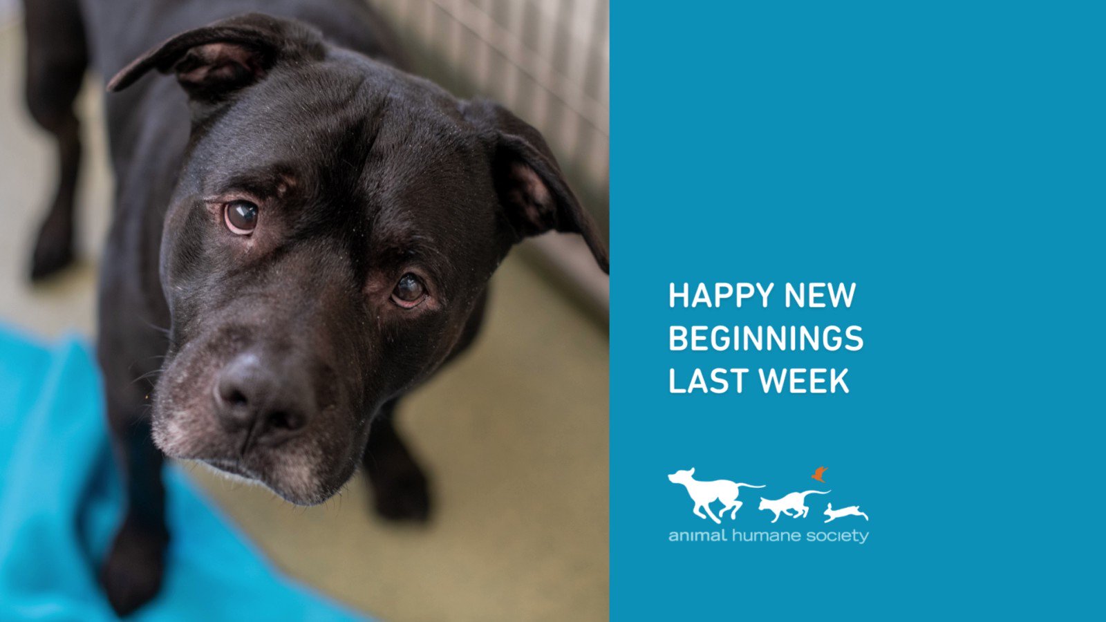 Animal Humane Society on Twitter: Animal Humane Society on Twitter: