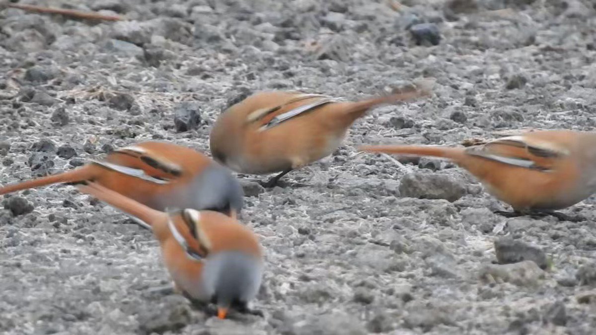 Pat Hogarth On Twitter Alkborough Flats Were A Bit Overcast Today But