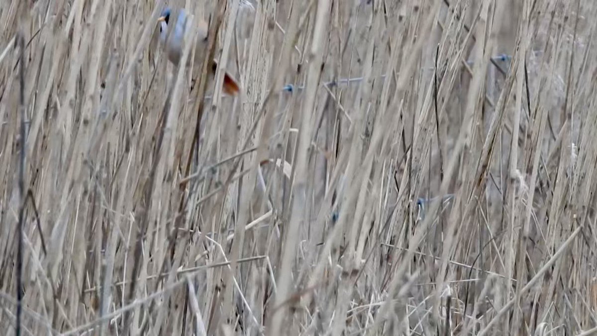 Pat Hogarth On Twitter Alkborough Flats Were A Bit Overcast Today But