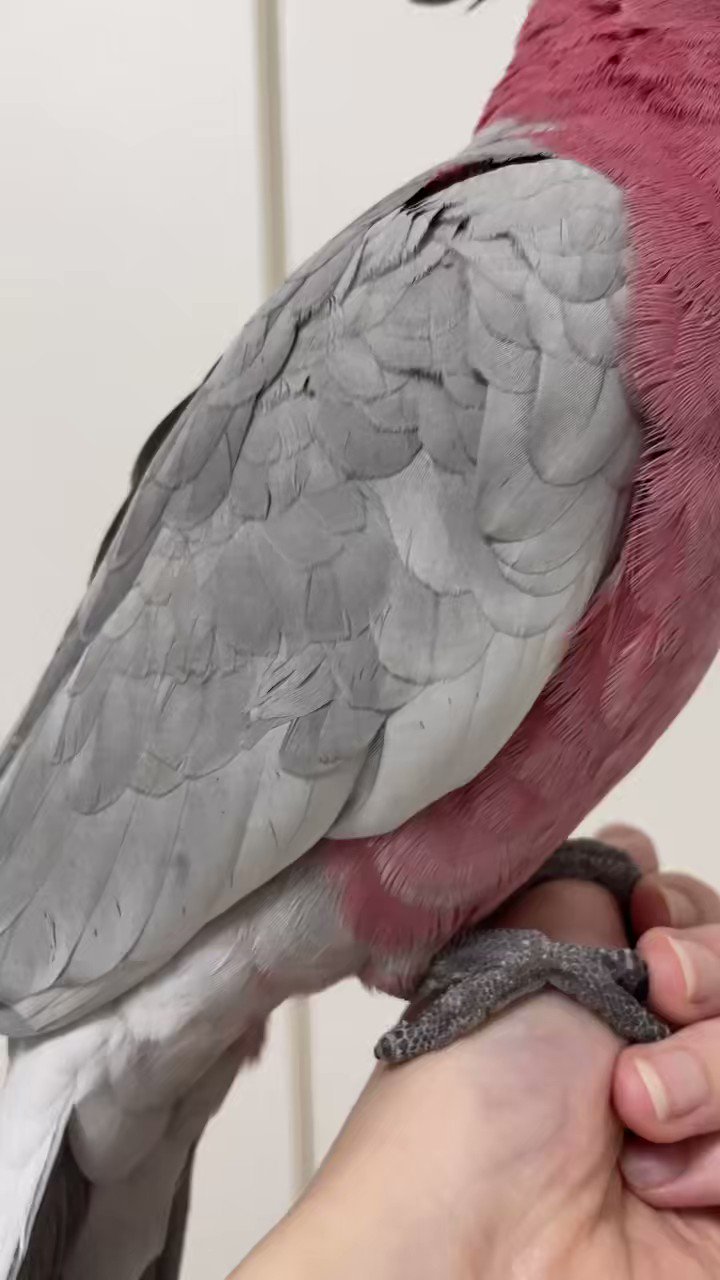 みりんちゃん　お問い合わせ分 みりんちゃん