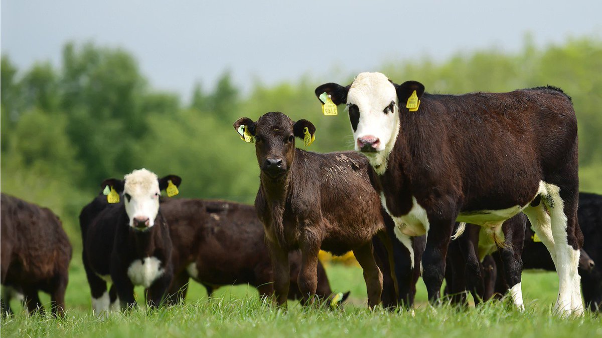 Teagasc on Twitter "The second of the DairyBeef 500 Conferences takes