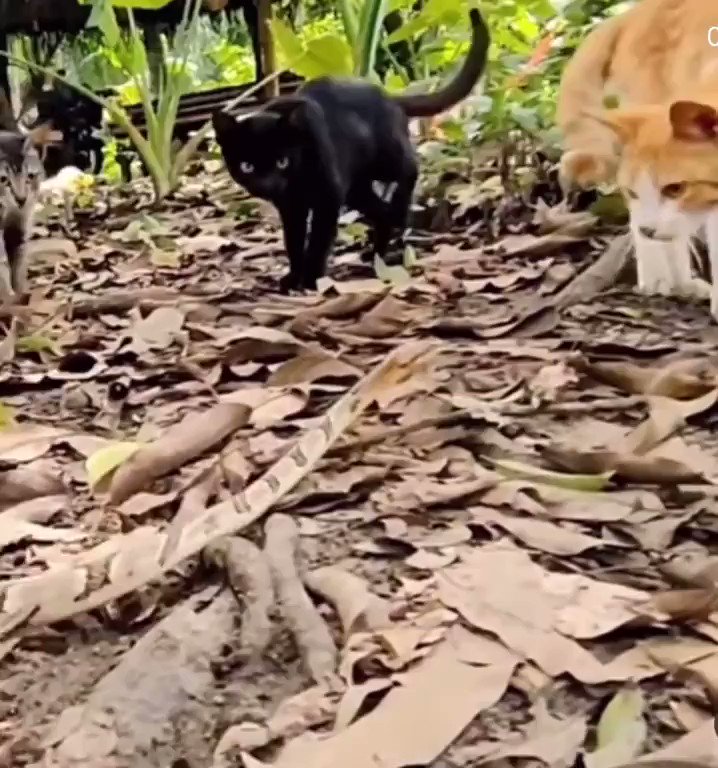 ミッキー・ロークも、こんな恐るべきパンチを隠し持っていたに違いない……！←たとえが古いぞ 