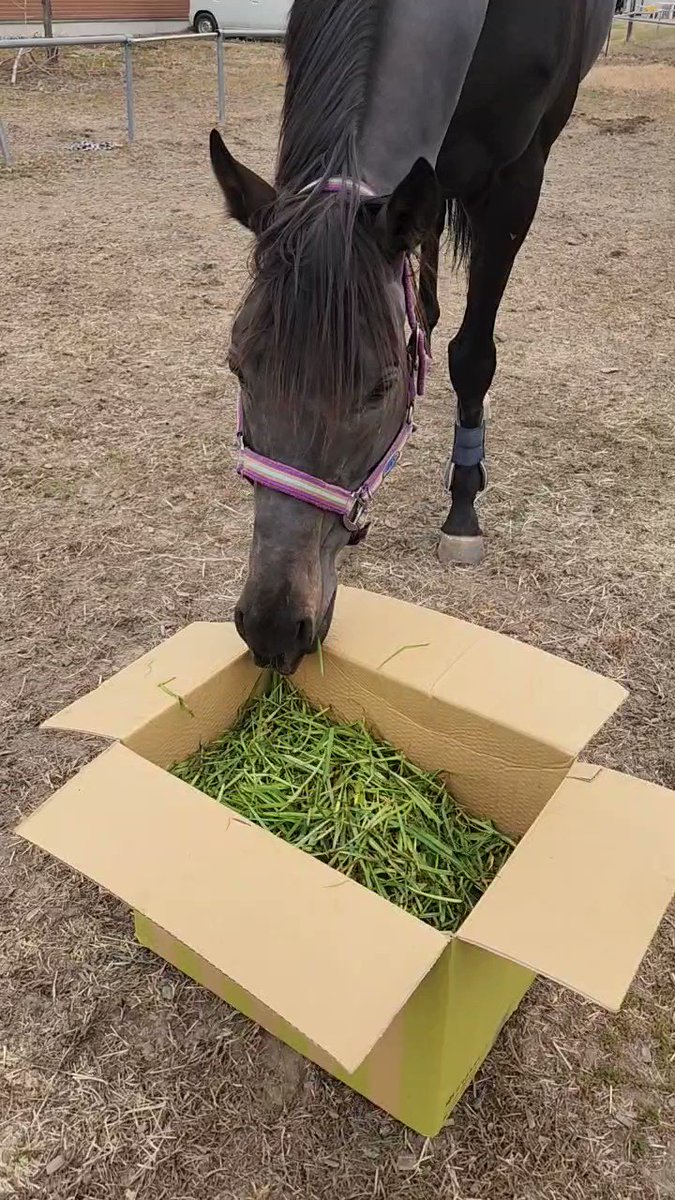 段ボールが怖いヴァイトブリックさん、可愛い😂
第二の馬生を元気に過ごしているんですね❣️ 