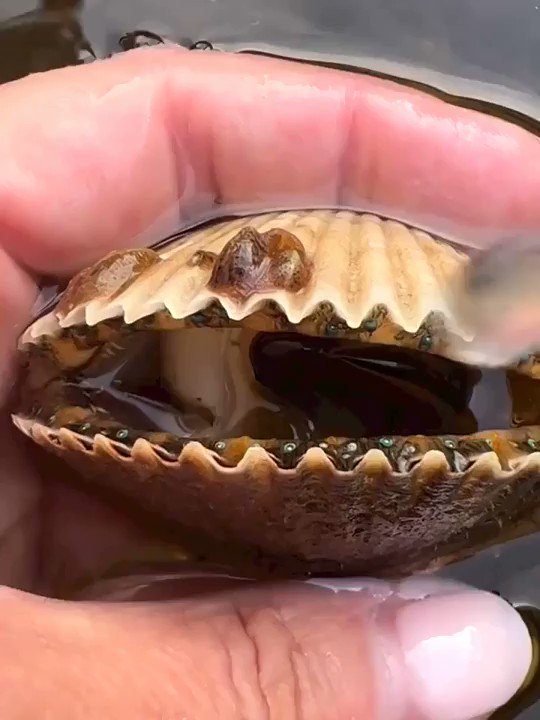 Scary Underwater on Twitter "Scallops have up to 200 eyes https//t.co