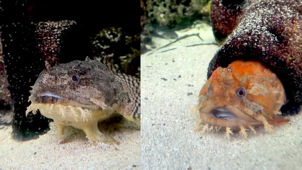 The Florida Aquarium on X: Gulf toadfish, or Opsanus beta, get