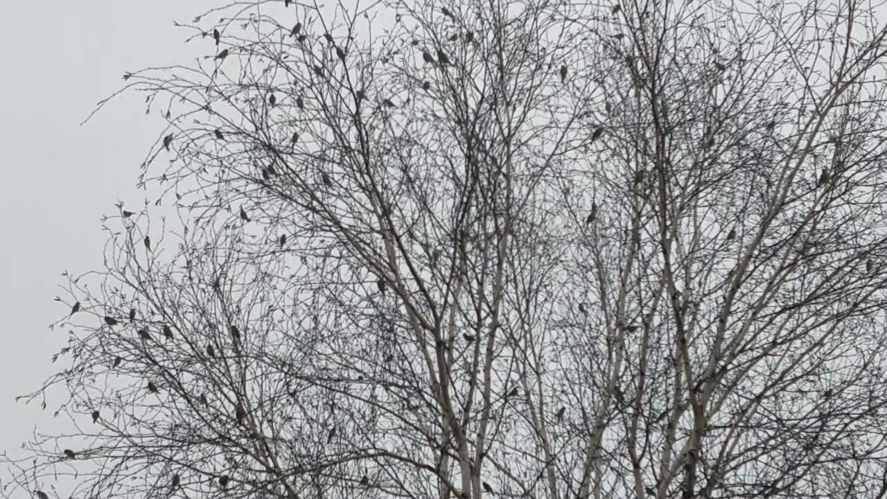 Mark Smyth on Twitter: "Mixed finches with goldfinches singing loudly
