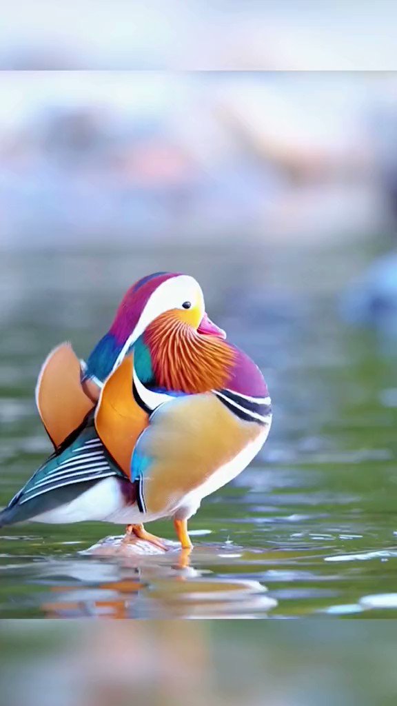 Nature is Amazing ☘️ on Twitter "Behold the beautiful Mandarin duck