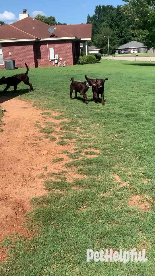 Why Pit Bulls Are Controversial - PetHelpful