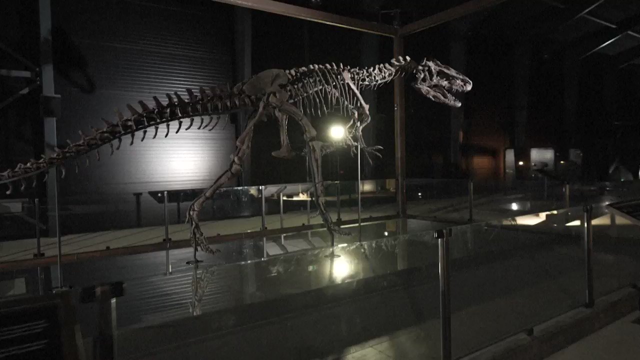 How Old Was Joe? – Joe the Dinosaur