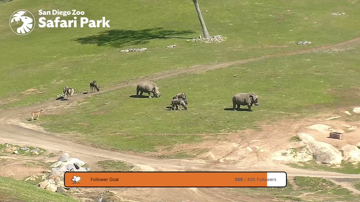 San Diego Zoo Wildlife Alliance (@sandiegozoo) / Twitter San Diego Zoo Wildlife Alliance (@sandiegozoo) / Twitter