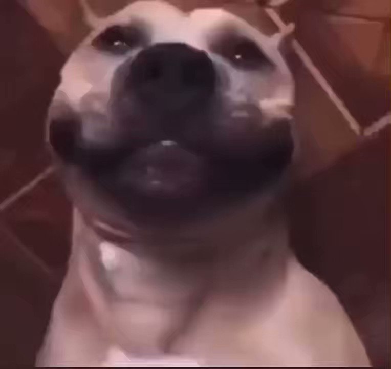 ._.XD Pitbull | Funny Meme | Pin