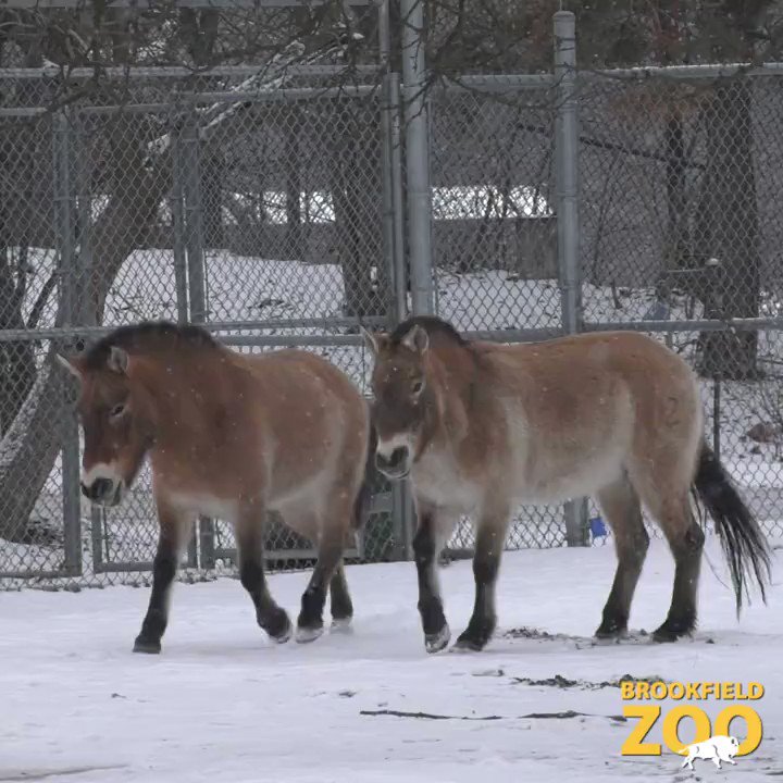Brookfield Zoo on Twitter "Giddy up and get ready for a snow day