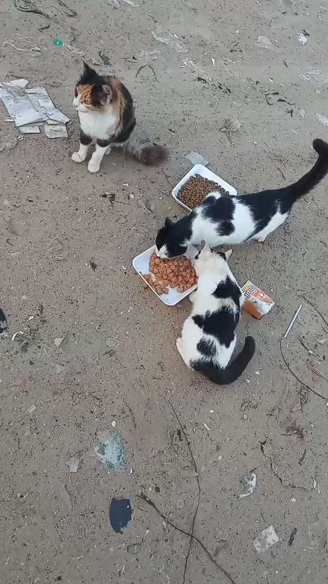 1898 on Twitter "RT MSAWADA1987 ⛑️I campaign to feed homeless cats