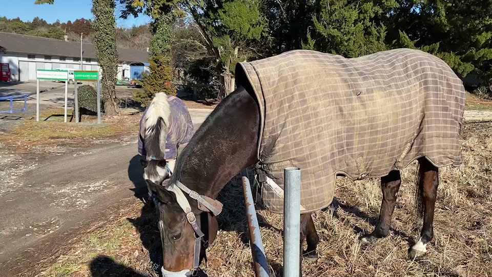 🐴#引退馬ネット
🐴#サポートホース

自由人（乗馬倶楽部イグレットさんで放牧時に敷地内を自由に歩き回る馬のこと）のサーチくん。お隣さんのポニーとも仲良し😊
#サーチエネミー
#サーリエネミーの会 