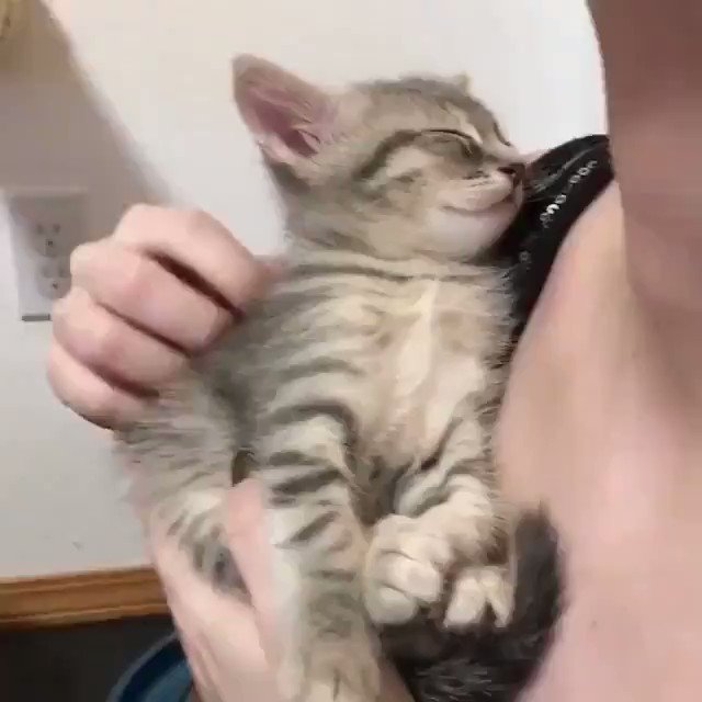 cat on Twitter: "https://t.co/sfw85HFzHY" / Twitter