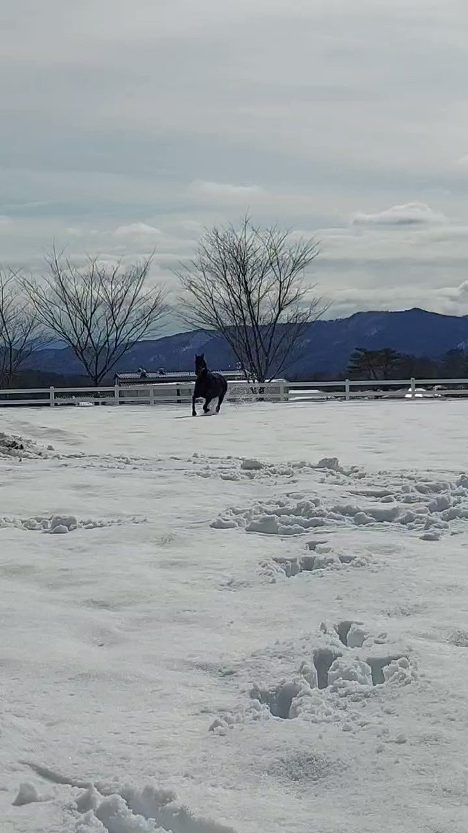 ちょww
家から1時間ぐらいのところに引退馬おるやん😆
オーソクレースもメイケイダイハードもダンビュライトもケイデンスコールも‼️
これは行くしかない‼️
雪が溶けたら行こう☺️

#引退馬 