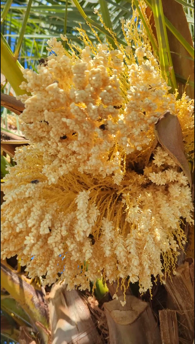 rockdoctor-on-twitter-despite-the-breeze-in-arizona-these-bees-are