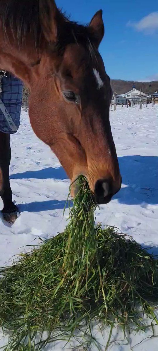 🐴#サポートホース
🐴#再就職支援プログラム

牧場の仲間たちにも！ 生牧草🌿のプレゼント、うれしいですね😊 ゲッケイジュさんも一緒に😋
#ヴィエントバイラー #渡辺牧場里親会 
#ニットウイロンデル 