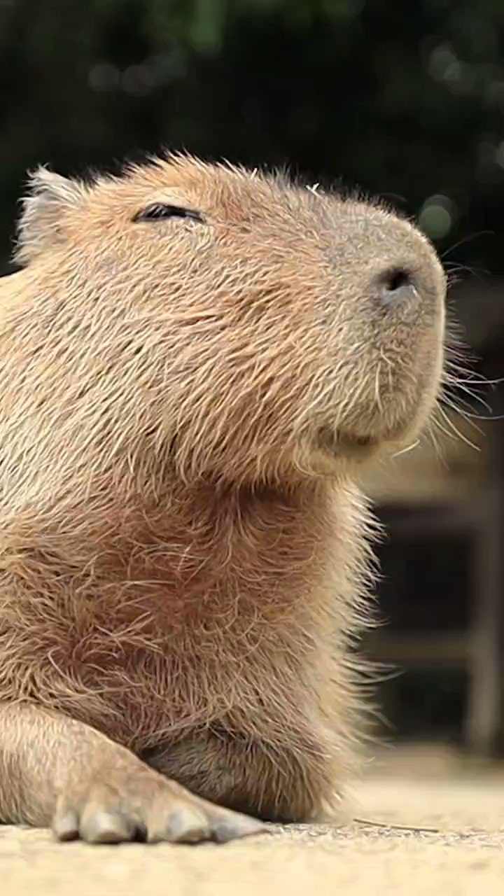 カピバラ写真家〇渡辺克仁 on Twitter: "カピバラみたいに、一息つきたい水曜日。 #カピバラ #水豚 #capybara https ...