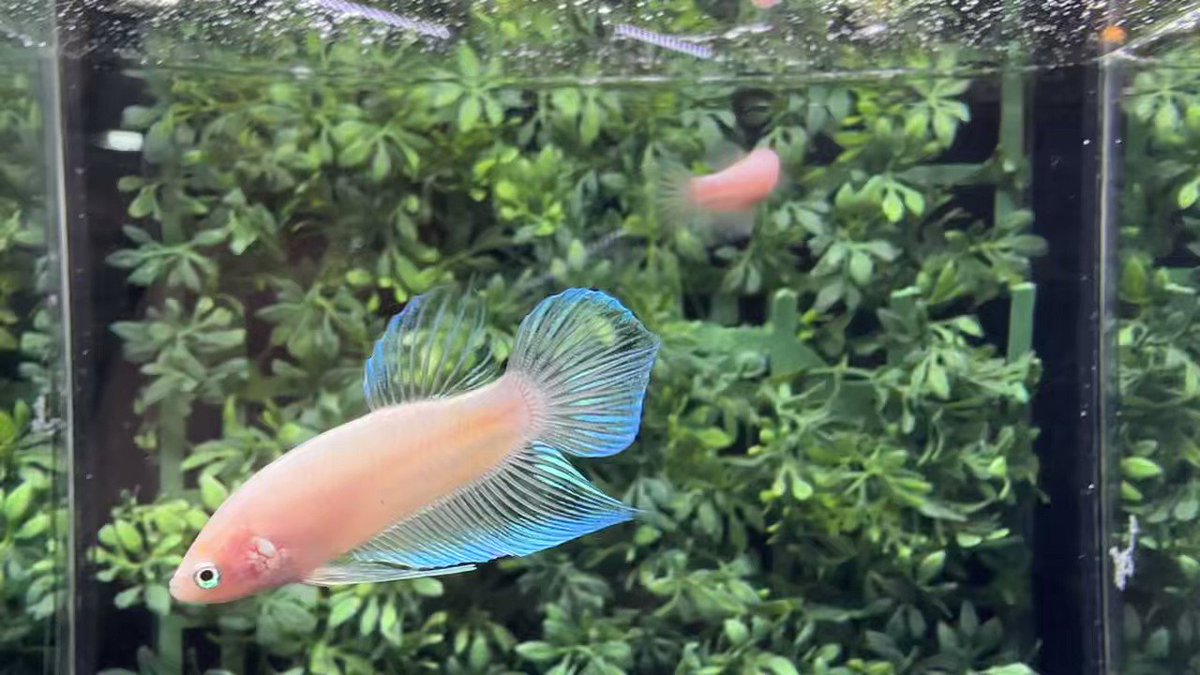 かわいい新作 大粒ゼオライト5kg ベタ アクアリウム 熱帯魚 金魚