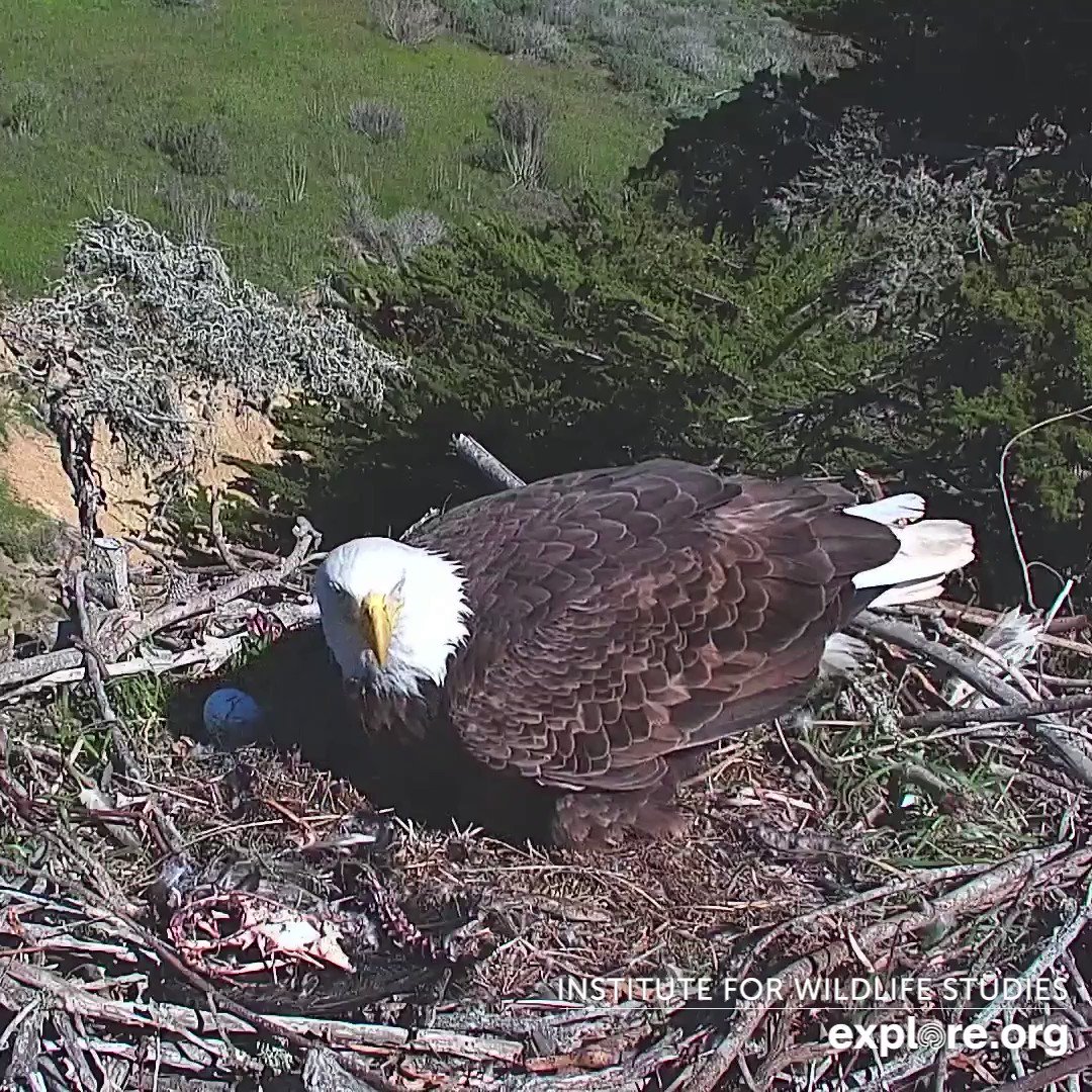 on Twitter "Breaking Bird News Audacity has laid her third egg on the Sauces nest