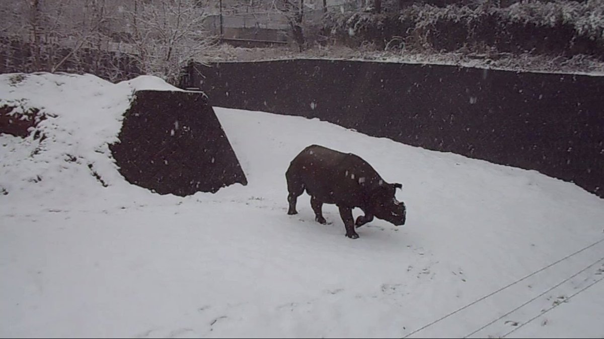 雪の日の動物たち