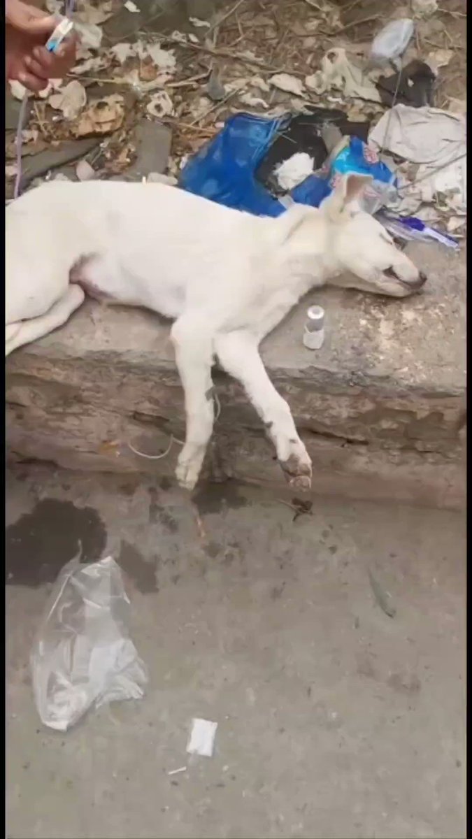Animal welfare and care services, AWCS foundation (@navneet_AWCS) / Twitter Animal welfare and care services, AWCS foundation (@navneet_AWCS) / Twitter