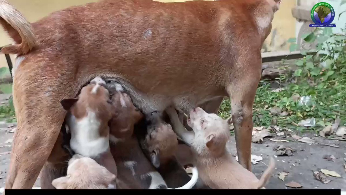 (@helpanimalindia) / Twitter (@helpanimalindia) / Twitter