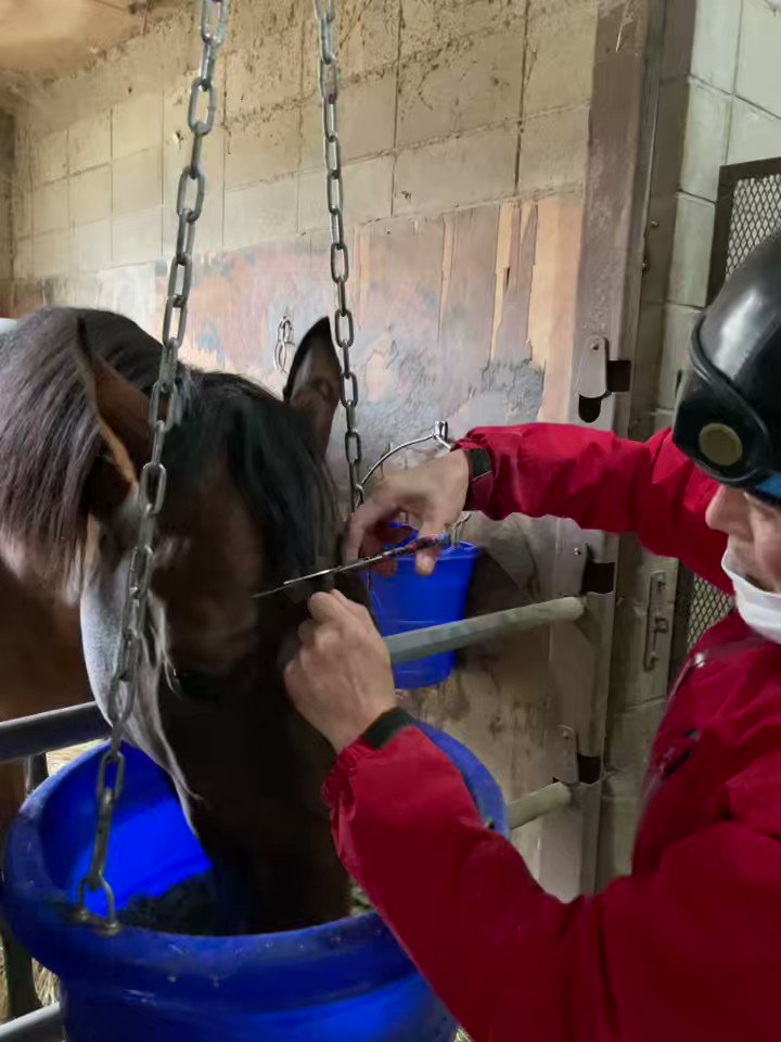 こうなりました✂️
ちょっと悪い顔してるのがポイント😂

#鮫島克也厩舎
#マイネルレスペト
#ニューフェイス  