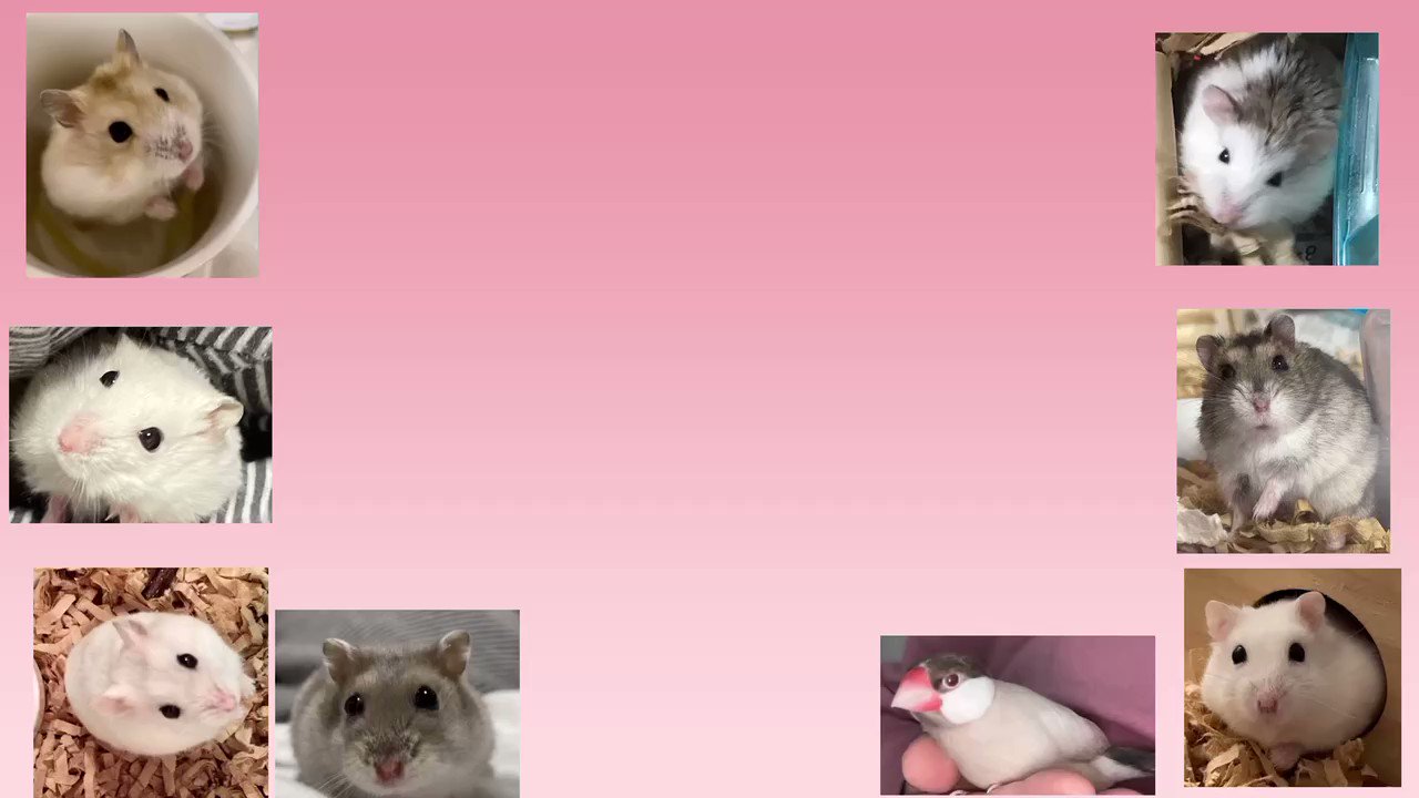 咲来（サラ）🍏🐹💕 (@wagashi_hamham) / X