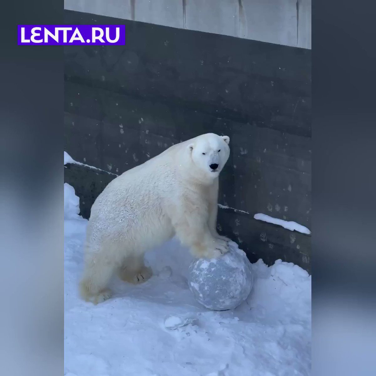 новосибирский зоопарк медвежонок герды