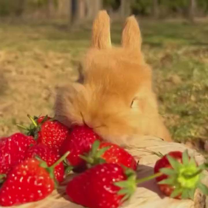 lapin 🐰 # Fraise# manger #